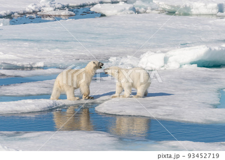 Two young wild polar bear cubs playing on pack ice in Arctic sea, north of Svalbard 93452719