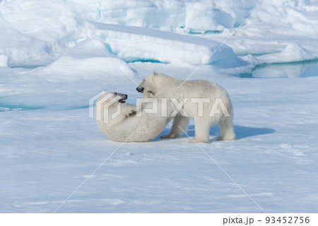 Two young wild polar bear cubs playing on pack ice in Arctic sea, north of Svalbard 93452756