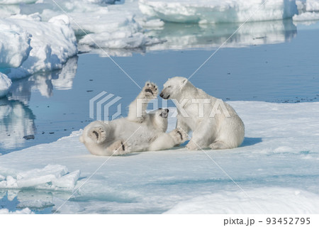 Two young wild polar bear cubs playing on pack ice in Arctic sea, north of Svalbard Two young wild polar bear cubs playing on pack ice in Arctic sea, north of Svalbard 93452795