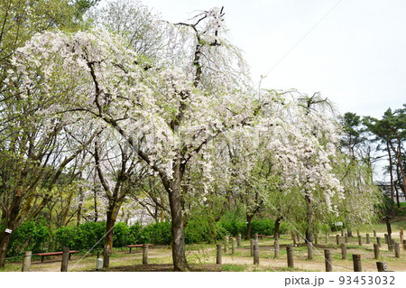 じゅんさい池公園の桜（新潟県） 93453032