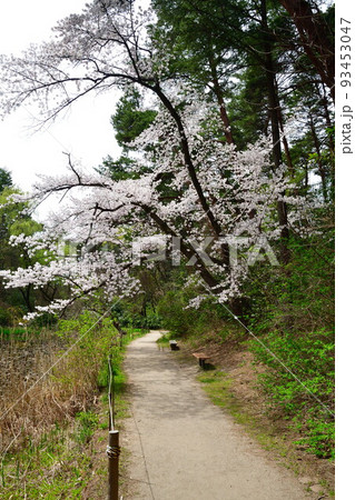 じゅんさい池公園の桜（新潟県） 93453047