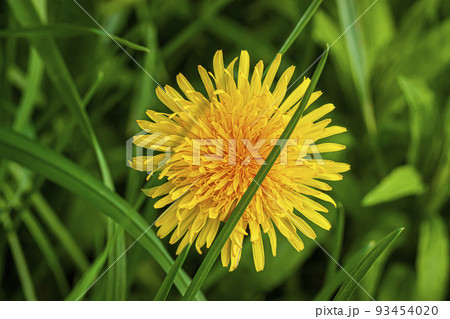 Close-up of one bright yellow dandelion in green meadow grass Close-up of one bright yellow dandelion in green meadow grass 93454020