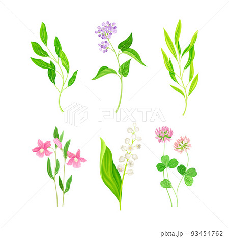 Set of meadow wild flowers and herbs. Decorative herbal plants cartoon vector illustration 93454762
