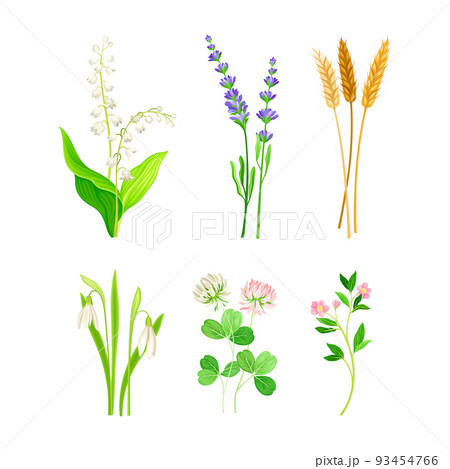Set of field and meadow wild flowers and herbs. Snowdrop, lavender, ear of wheat, clover, lily of the valley decorative herbal plants cartoon vector illustration 93454766