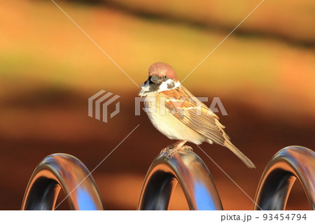 スズメ　雀 93454794