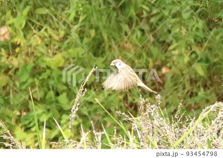 スズメ　雀 93454798