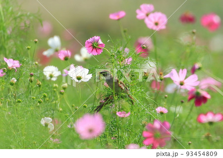 スズメ 雀 スズメ 雀 93454809