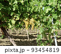 ワインブドウ収穫のころ 93454819
