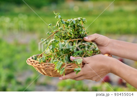 Plant purslane Portulaca oleracea in a wicker plate in the garden Plant purslane Portulaca oleracea in a wicker plate in the garden 93455014