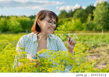 Smiling middle-aged female with pruner picking branches of flowering dill in garden. Smiling middle-aged female with pruner picking branches of flowering dill in garden. 93455018