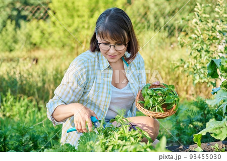 Smiling woman with harvest of basil leaves in summer garden. 93455030