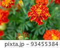 Background from orange marigold flowers. Field with tagetes. Bright french marigolds for publication, poster, calendar, post, screensaver, wallpaper, postcard, postcard, banner, cover, website. High 93455384