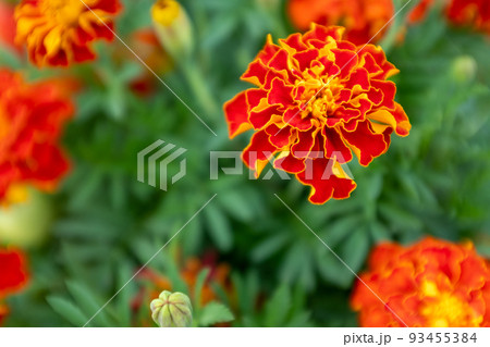 Background from orange marigold flowers. Field with tagetes. Bright french marigolds for publication, poster, calendar, post, screensaver, wallpaper, postcard, postcard, banner, cover, website. High Background from orange marigold flowers. Field with tagetes. Bright french marigolds for publication, poster, calendar, post, screensaver, wallpaper, postcard, postcard, banner, cover, website. High 93455384