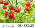 Red ripe cherry tomatoes on branches, close-up. Horizontal composition with a tomato bush and ripening tomatoes for publication, poster, screensaver, wallpaper, postcard, banner, cover, post. High 93455385