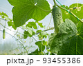 Green cucumbers plant grow in greenhouse, close-up. Organic food agriculture concept. A backing from cucumber plant with cucumbers for branding, calendar, postcard, screensaver, wallpaper, poster 93455386