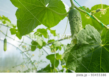 Green cucumbers plant grow in greenhouse, close-up. Organic food agriculture concept. A backing from cucumber plant with cucumbers for branding, calendar, postcard, screensaver, wallpaper, poster Green cucumbers plant grow in greenhouse, close-up. Organic food agriculture concept. A backing from cucumber plant with cucumbers for branding, calendar, postcard, screensaver, wallpaper, poster 93455386