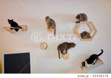 Cat scratching post wall mounted in modern room for pet on white wall, stylish decoration for cat owner with copy space. 93456278