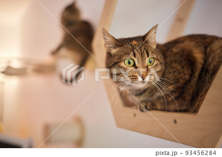 Cat scratching post wall mounted in modern room for pet on white wall, stylish decoration for cat owner with copy space. Cat scratching post wall mounted in modern room for pet on white wall, stylish decoration for cat owner with copy space. 93456284