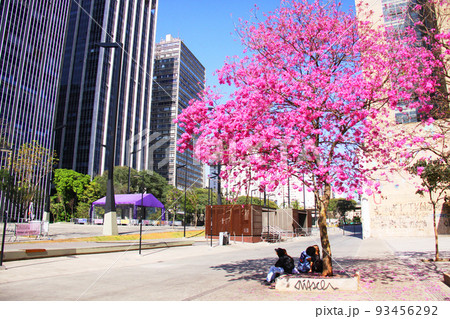 サンパウロの街中に咲くブラジル国花のイペー サンパウロの街中に咲くブラジル国花のイペー 93456292