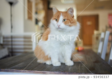 Ginger cat sitting on the wooden floor in a white room. The fat red cat is resting. Sweet fluffy kitten at home. A large red cat lies beautifully on the floor in the interior of a modern apartment. Ginger cat sitting on the wooden floor in a white room. The fat red cat is resting. Sweet fluffy kitten at home. A large red cat lies beautifully on the floor in the interior of a modern apartment. 93456337