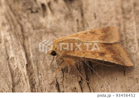 Closeup on a lightbrown Cotton Bollworm owlet moth, Helicoverpa armigera sitting on wood Closeup on a lightbrown Cotton Bollworm owlet moth, Helicoverpa armigera sitting on wood 93456452