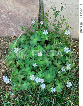 Vertical close-up on the a white flowering hedgerow cranesbill , Geranium pyrenaicum in the garden 93456461