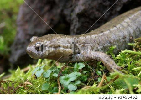 Closeup on a critically endangered Semirechensk Salamander, Ranodon sibericus 93456462