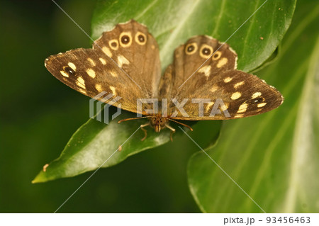 Closeup on the brown speckled wood butterfly , Pararge aegeria with open wings Closeup on the brown speckled wood butterfly , Pararge aegeria with open wings 93456463
