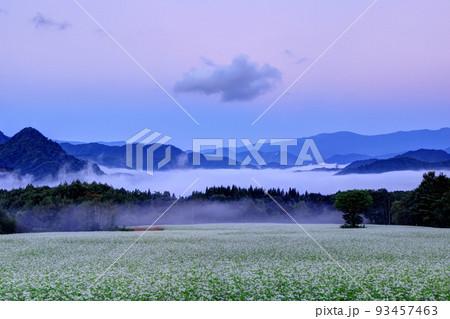 雲海と高杖高原のそば畑 93457463