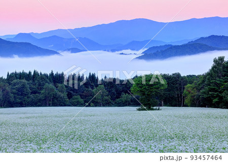 雲海と高杖高原のそば畑 雲海と高杖高原のそば畑 93457464