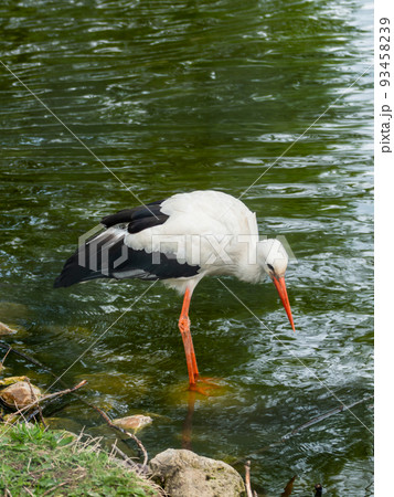 White stork or Ciconia ciconia is fishing in pond. Large bird is hunting for fishes in water. 93458239