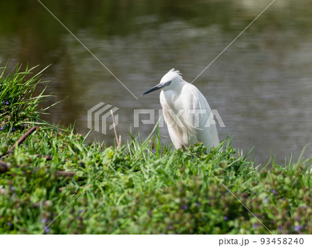 Little egret or Egretta garzetta. Small white heron is standing in grass near pond. Little egret or Egretta garzetta. Small white heron is standing in grass near pond. 93458240