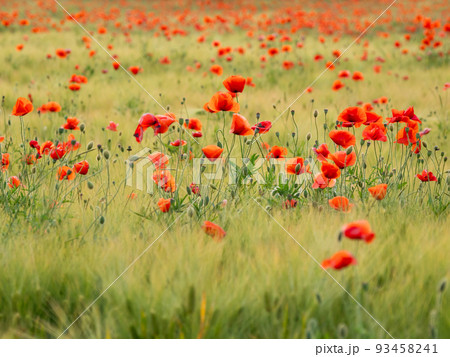 Red poppy flowers on field of rye. Green plants with red buds. Beautiful and fragile flowers at summer. Red poppy flowers on field of rye. Green plants with red buds. Beautiful and fragile flowers at summer. 93458241