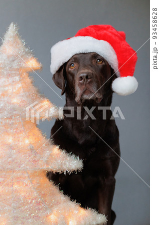 Labrador retriever dog in a red Santa Claus hat next to the Christmas tree. soft selective focus Labrador retriever dog in a red Santa Claus hat next to the Christmas tree. soft selective focus 93458628