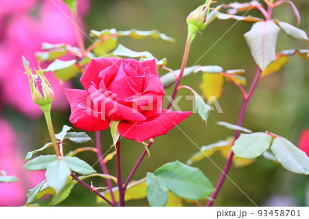 バラの花 オリヴィア バラの花 オリヴィア 93458701
