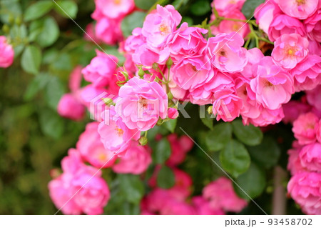 バラの花 アンジェラ バラの花 アンジェラ 93458702