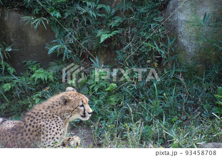 チーター 93458708