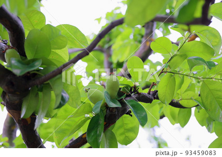 カリンの実 93459083