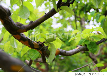 カリンの実 93459085