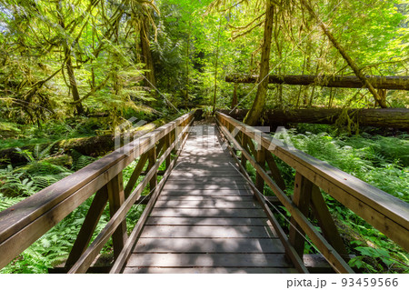 Trail in Lush Green Rain Forest in Pacific Northwest. Trail in Lush Green Rain Forest in Pacific Northwest. 93459566