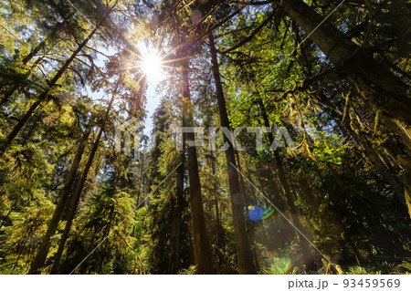 Lush Green Rain Forest in Pacific Northwest. MacMillan Provincial Park Lush Green Rain Forest in Pacific Northwest. MacMillan Provincial Park 93459569