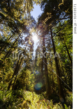 Lush Green Rain Forest in Pacific Northwest. MacMillan Provincial Park Lush Green Rain Forest in Pacific Northwest. MacMillan Provincial Park 93459571