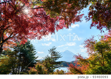 河口湖から秋の富士山 河口湖から秋の富士山 93460093