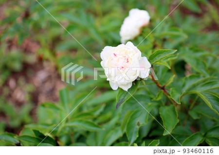 シャクヤクの花 シャクヤクの花 93460116