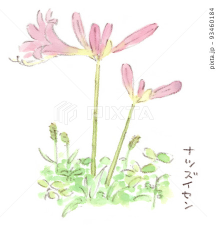 夏の草花：優しいピンク色の花を咲かせるナツズイセンの水彩画イラスト 93460184