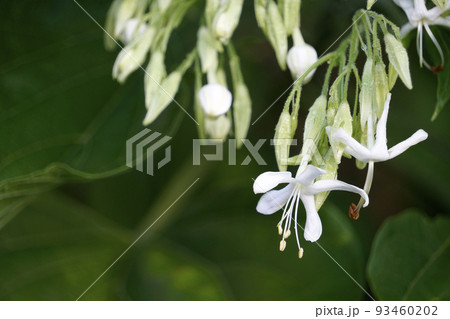 夏の雨に濡れて咲く雑木のクサギの白い花 93460202
