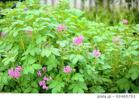 ジャガイモの花 インカのめざめ ジャガイモの花 インカのめざめ 93460703