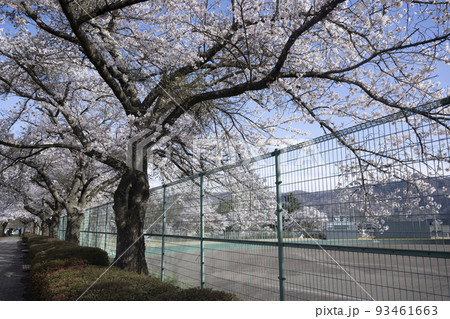 球場と満開の桜並木 93461663