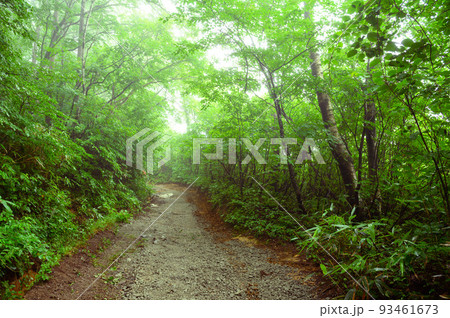 (福島県)夏の安達太良山・森の中の道 (福島県)夏の安達太良山・森の中の道 93461673
