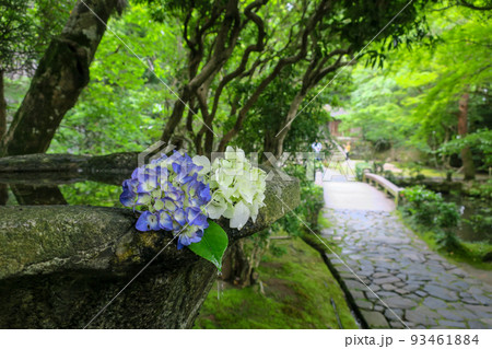京都・京都市左京区 法然院 花手水 京都・京都市左京区 法然院 花手水 93461884